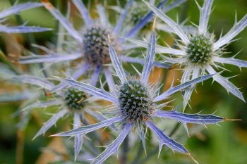 Eryngium