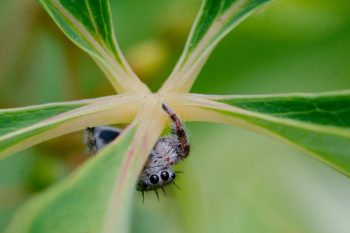 Jumping Spider