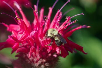 Bumble Bee on Monarda Flower