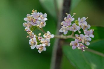 Callicarpa americana (American Beautyberry)