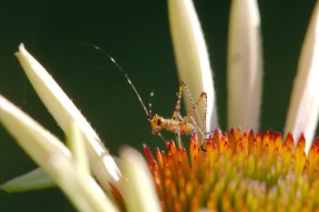 Scudderia Nymph