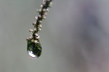 Water Droplet on Spruce Twig