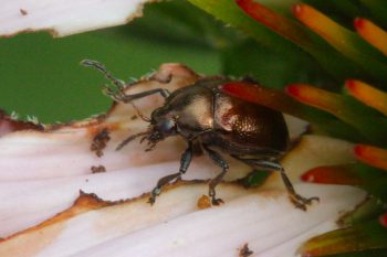 Leaf Beetle (Chrysomelidae)