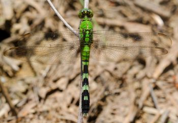 Eastern Pondhawk (Erythemis simplicicollis)