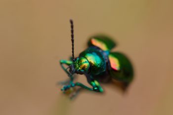 Japanese Beetle (Popillia japonica)