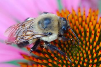 Common Eastern Bumblebee (Bombus impatiens) on Purple Coneflower (Echinacea purpurea).