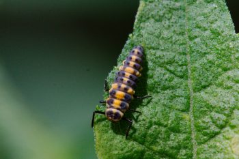 Lady Beetle Larva