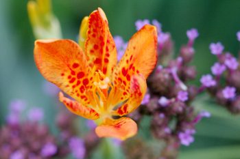 <em>Iris domestica</em>