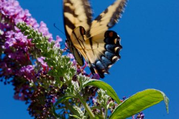 Tiger Swallowtail (<em>Papilio glaucus</em>) on Buddleia