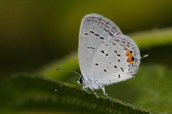 Cupido comyntas (Eastern Tailed-Blue)