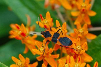 Oncopeltus fasciatus (Large Milkweed Bug)