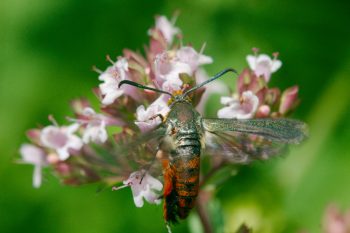 Melittia cucurbitae (Squash Vine Borer)