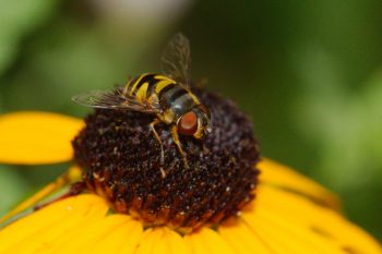 Eristalis tranversa (transverse flower fly)