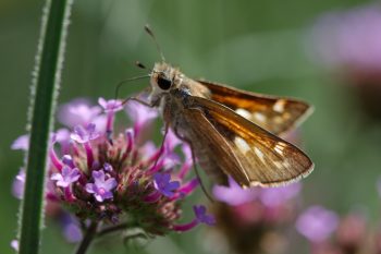 Skipper on <em>Verbena bonariensis</em>