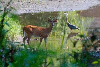 Deer and Heron