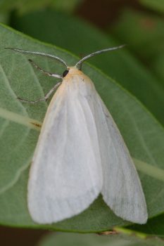 <em>Cycnia tenera</em> (Delicate Cycnia)