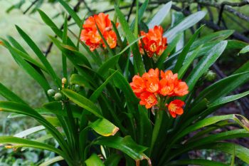 Clivia in Bloom