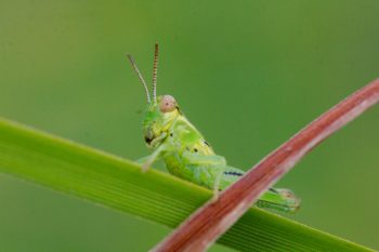 <em>Melanoplus</em> Species