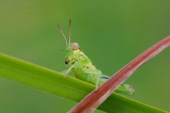 <em>Melanoplus</em> Species