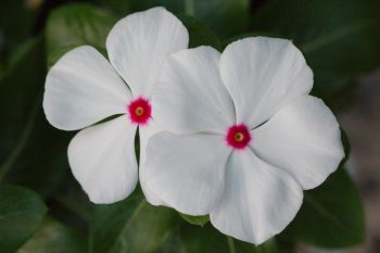 Catharanthus roseus (Madagascar Periwinkle) 