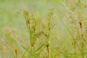 Green Grasses