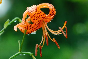 Tiger Lily In The Rain