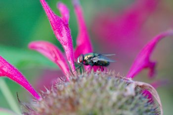 Blow Fly on Monarda