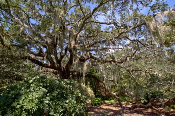 Live Oak (<em>Quercus virginiana</em>)