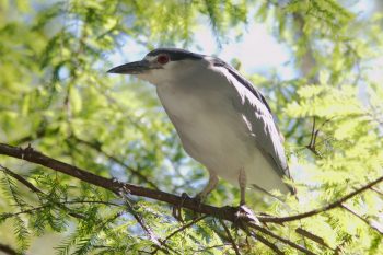 Black-crowned Night-Heron (<em>Nycticorax nycticorax</em>)