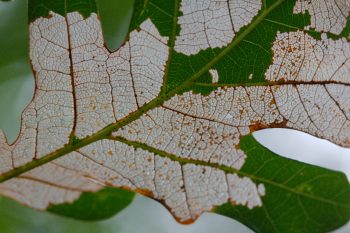 Oak Leaf Skeleton