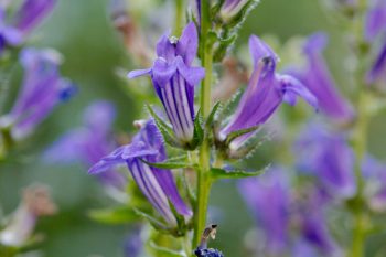 Lobelia siphilitica (Blue Cardinal Flower)