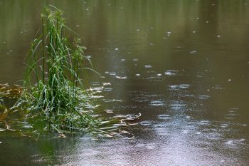 Raindrops On A Pond