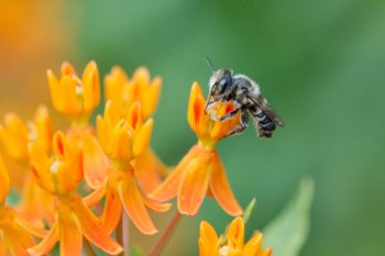 Bee on Asclepias