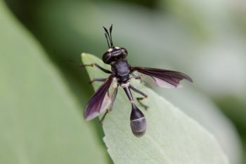 Thick-headed Fly