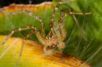 Grass Spider (Agelenopsis species)