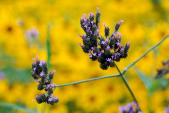 Verbena bonariensis