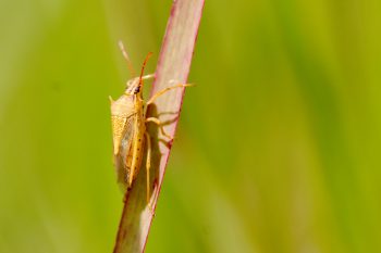 Oebalus pugnax (Rice Stink Bug)