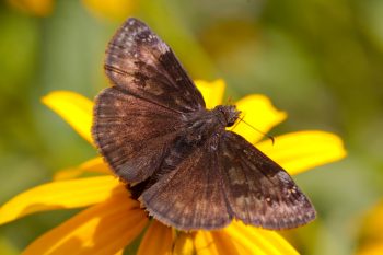 Duskywing