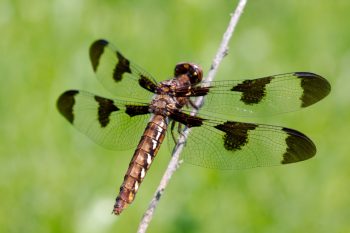 Plathemis lydia (Common Whitetail)