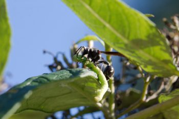 Eumenes fraternus (Potter Wasp)