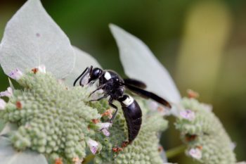 Monobia quadridens (Four-toothed Mason Wasp)