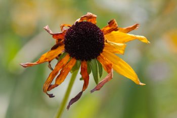 Black-eyed Susan