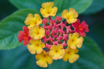 Lantana