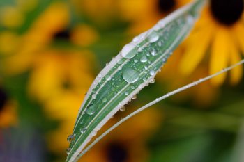 Water On A Leaf