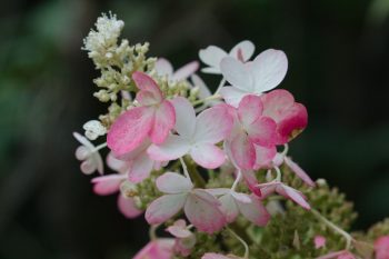 Hydrangea