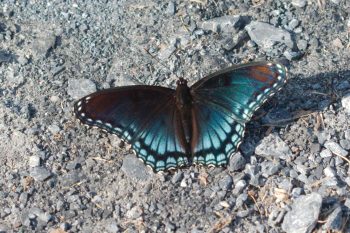 Limenitis arthemis astyanax (Red-spotted Purple)