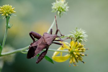 Piezogaster Species (Leaf-footed Bug)