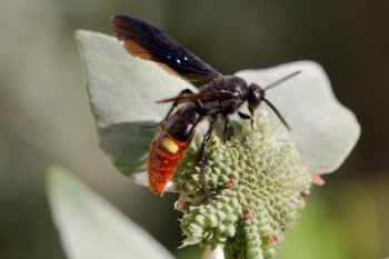 <em>Scolia dubia</em> Blue-winged Wasp