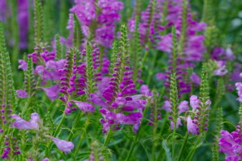 Physostegia virginiana