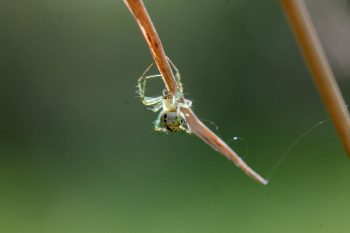 Leucauge venusta (Orchard Orbweaver)